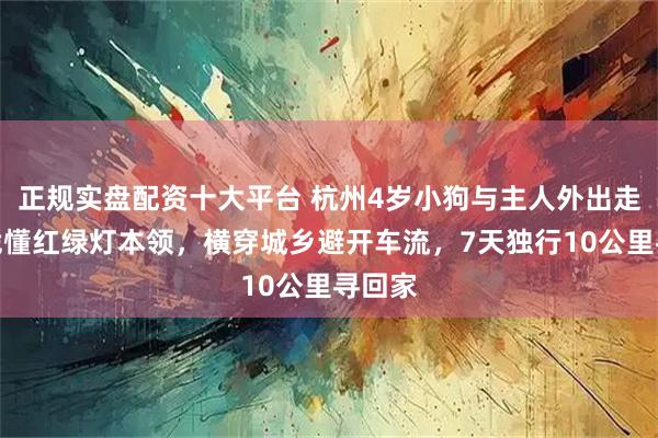 正规实盘配资十大平台 杭州4岁小狗与主人外出走失，凭懂红绿灯本领，横穿城乡避开车流，7天独行10公里寻回家